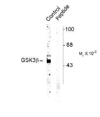 Western Blot: GSK3 alpha/beta [p Ser9] Antibody [NB300-741] - Western blot of rat cortex lysate showing specific immunolabeling of the ~46k GSK3 beta protein phosphorylated at Ser9 (control). Immunolabeling is blocked by the phospho-peptide (peptide) used as antigen but not by the corresponding dephosphopeptide (not shown).